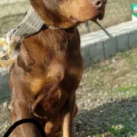 سگ آمریکایی کسایی که آشنایی دارن میدونن چیه