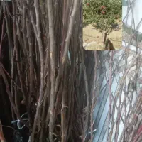 فروش ارقام نهـال مثـمر و غـیر مثـمر|خدمات باغبانی و درختکاری|بازفت, |دیوار