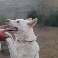 سگ هاسکی نر|سگ|چناران, |دیوار