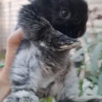 توله خرگوش لوپ|موش و خرگوش|اهواز, کیانپارس |دیوار