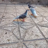 کفتر|پرنده|نیشابور, فیض آباد|دیوار