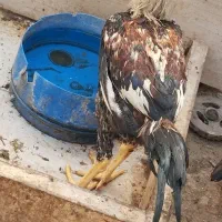 خروس لاری با اصل ونصب|حیوانات مزرعه|رامشیر, |دیوار