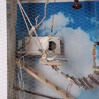 یک جفت عروس هلندی