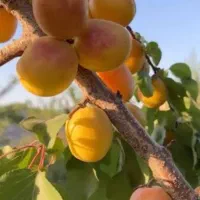 باغ-باغچه-درباغ-معروف500-متر-حصار-کامل