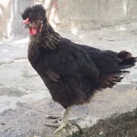 خوروس