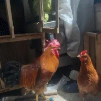 فروش خروس جوان