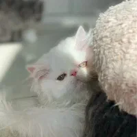 واگذاری رایگان پرشین سوپر فلت|گربه|همدان, |دیوار