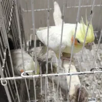 عروس هلندی|پرنده|مشهد, کوی المهدی|دیوار