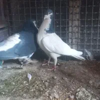 امری وخال|پرنده|فردوس (خراسان), |دیوار