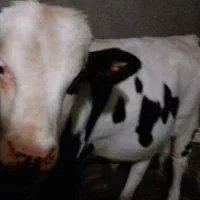 یک عددگاو دورگه با یک گوساله نر سمینتال هشت ماهه