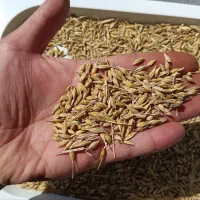 جو مناسب بذر