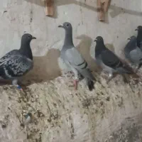 جوجه کبوتر وچند کبوتر بزرگ