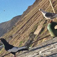 کبوتر|حیوانات|شیراز, سعدیه جنوبی|دیوار