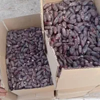 فروشی|خوردنی و آشامیدنی|ایرانشهر, |دیوار