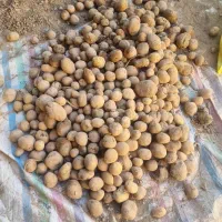 سیب‌زمینی بذری آگریا