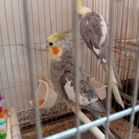 عروس هلندی|پرنده|قم, منبع آب|دیوار