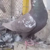 فروش چند عدد کفتر