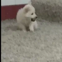 سگ پامرانین روباهی قیمت ده میلیون|سگ|دهدشت, |دیوار