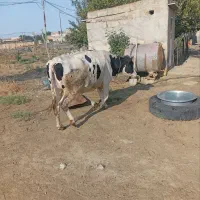 فروش دو راس گاو