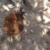 یک عدد مرغ زیبا ونژاد دارفری