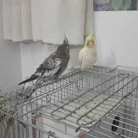 عروس هلندی جوان و دستی|پرنده|قم, پردیسان|دیوار