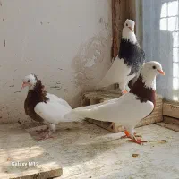 کبوتر طوقی جفتگاه با جوجه ۳ جفت|پرنده|مشهد, رده|دیوار