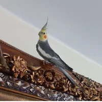 عروس هلندی نر قطعه دار