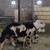 شیشک قوچ پلنگی همکاری