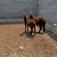 گوسفند بره نر