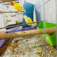 یک جفت طوطی برزیلی مولد همره تخم