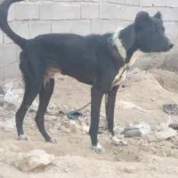 توله سرابی