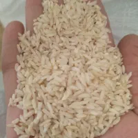۲۴من برنج چمپا به فروش میرسد|خوردنی و آشامیدنی|رودشت (چهارمحال و بختیاری), |دیوار