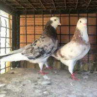 کفتر انباری