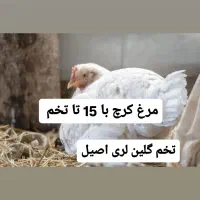 مرغ کرچ سفید لری با 15تخم