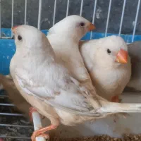 فنچ زبرا کینک