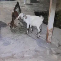 گیسه کوچک جفت باهم