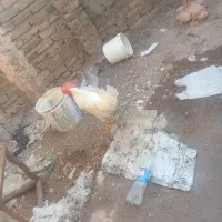 خروس سالم