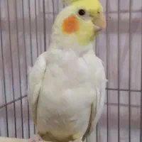 جفت عروس هلندی|پرنده|فردیس, شهرک ناز|دیوار