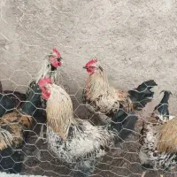 خروس جوان سر حال|حیوانات مزرعه|مشهد, شهید علی محمدی|دیوار