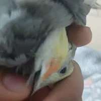 جوجه عروس سرلاکی