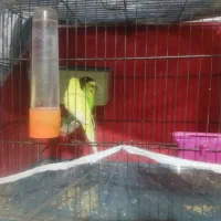 عروس هلندی و مرغ عشق هر دو با تخم|پرنده|سیرجان, |دیوار