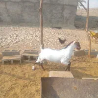 نهری|حیوانات مزرعه|قلعه قاضی, |دیوار