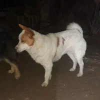 پاکوتاه زیبا|سگ|فیروزآباد (آذربایجان), |دیوار