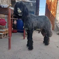 فروش‌