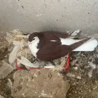 یک جفت ساده سرخ رو جوجه