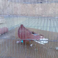 کبوتر سرخ دم سفید