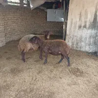 ۲تا گوسفند قزل افشار ،شکم اول آبستن ،سنو گرافی|حیوانات مزرعه|آق قلا, |دیوار