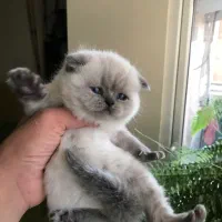 گربه بریتیش و اسکاتیش