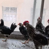 تخم مرغ گلیم