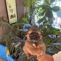 سگ چاو چاو تنبل دوستداشتنی زیبا|سگ|کرج, فاز ۱ مهرشهر|دیوار